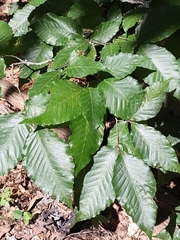 Grylloprociphilus imbricator