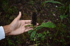 Barleria oenotheroides