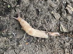 Deroceras reticulatum