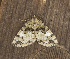 Hydriomena speciosata