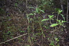 Barleria oenotheroides