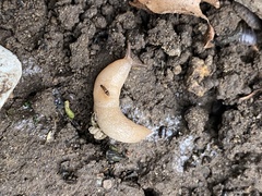 Deroceras reticulatum