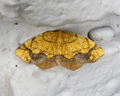 Nematocampa resistaria