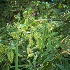 Aegopodium podagraria