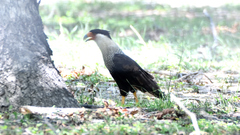 Caracara plancus