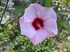 Hibiscus moscheutos