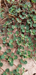 Euphorbia albomarginata