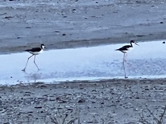 Himantopus mexicanus
