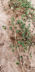 Euphorbia albomarginata