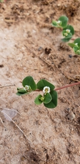 Euphorbia albomarginata