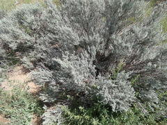 Artemisia tridentata