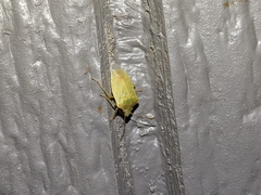 Thyanta pallidovirens