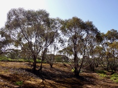Eucalyptus oleosa oleosa