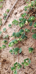 Euphorbia albomarginata