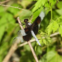 Libellula luctuosa