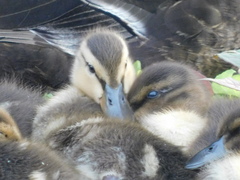 Anas platyrhynchos domesticus