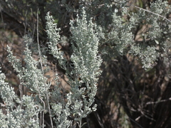 Artemisia tridentata