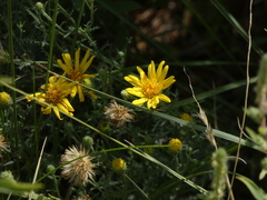 Xanthisma spinulosum