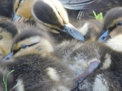 Anas platyrhynchos domesticus