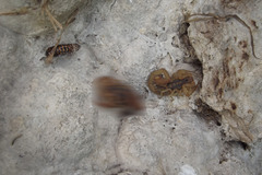 Centruroides balsasensis