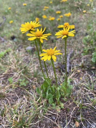 Packera subnuda (DC.) Trock & T.M.Barkley