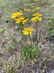 Packera subnuda