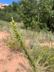 Artemisia dracunculus