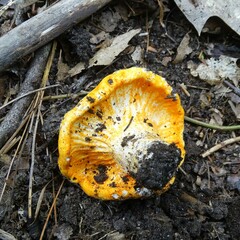 Hypomyces lactifluorum