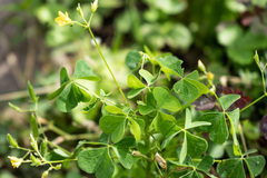 Oxalis stricta