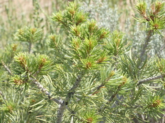 Pinus edulis