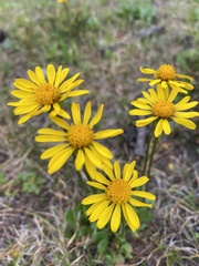 Packera subnuda