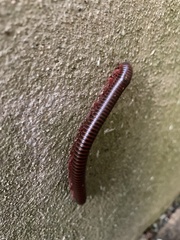 Narceus americanus