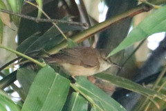 Acrocephalus orientalis