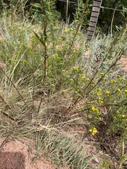 Artemisia dracunculus