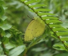 Eurema
