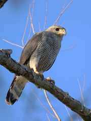 Buteo plagiatus