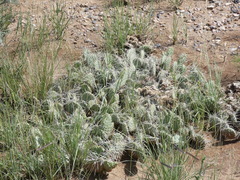 Opuntia polyacantha