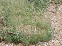 Eragrostis