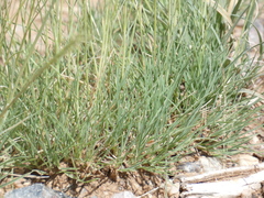 Eragrostis