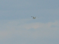 Larus argentatus