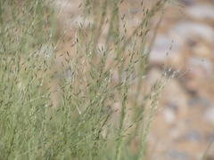 Eragrostis