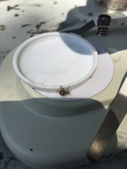 Pseudocneorhinus bifasciatus