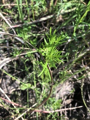 Haloragis heterophylla