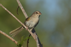 Arremonops rufivirgatus