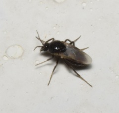 Simuliidae