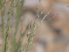 Eragrostis