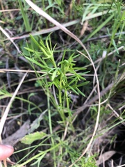 Haloragis heterophylla
