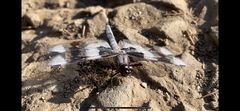 Libellula forensis