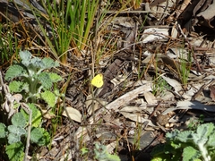 Eurema smilax