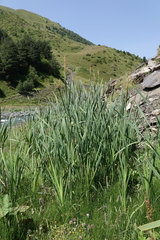 Typha latifolia